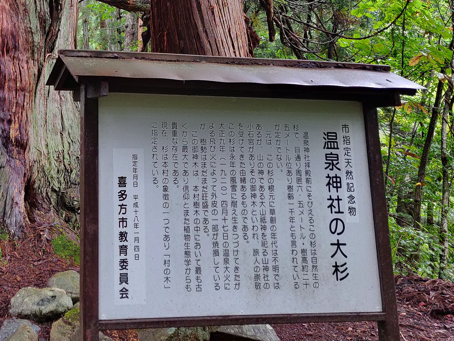 温泉神社の大杉について