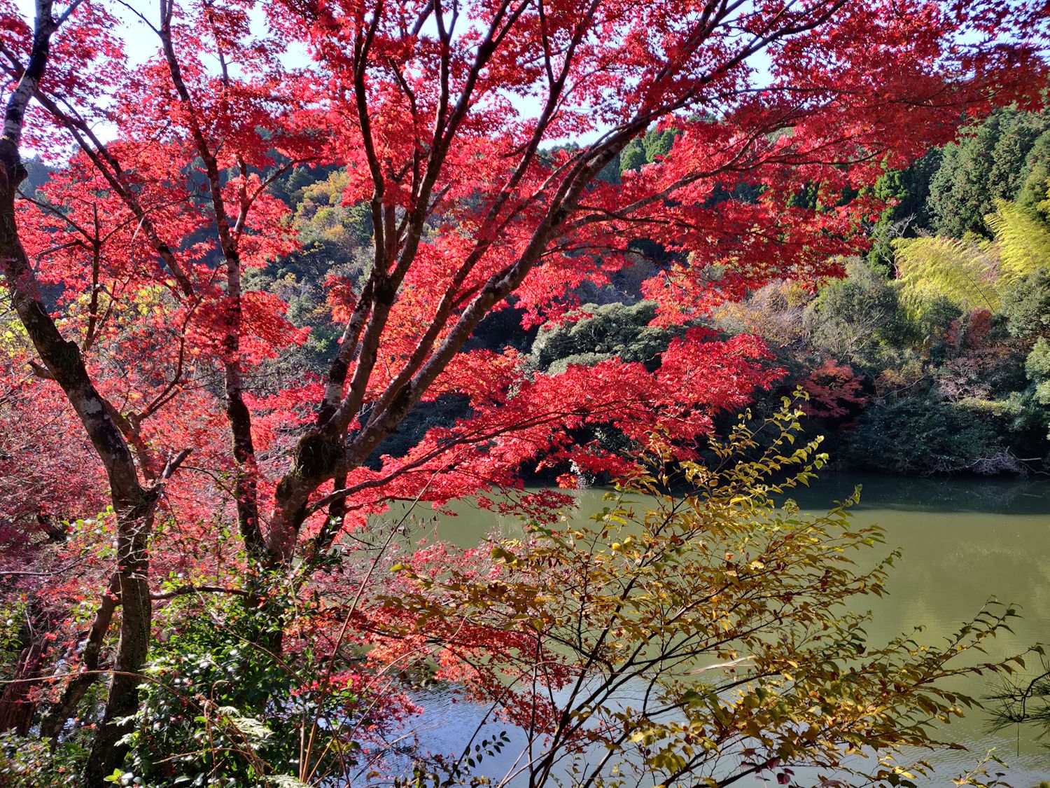 紅葉とみどり池